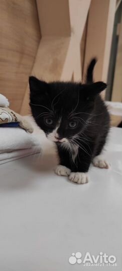 Котенок в добрые руки