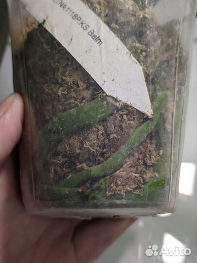 Орхидея фаленопсис ltna1118 KS Balm 2.5