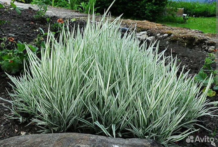 Многолетние садовые растения