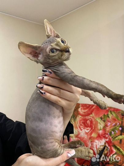Канадский сфинкс котенок мальчик
