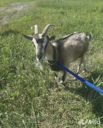 Козлик и козочка
