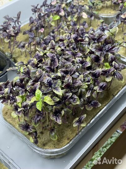 Базилик фиолетовый