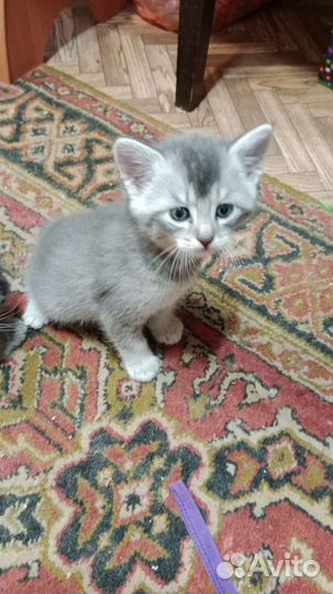 Котята бесплатно