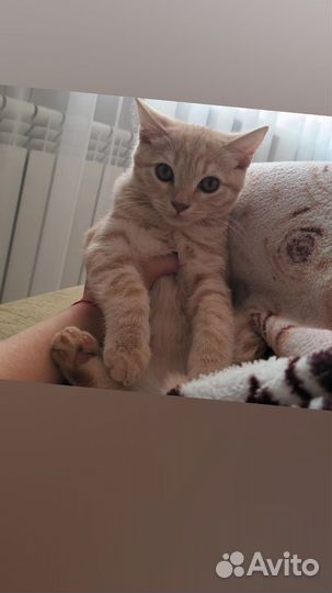 Отдам кота