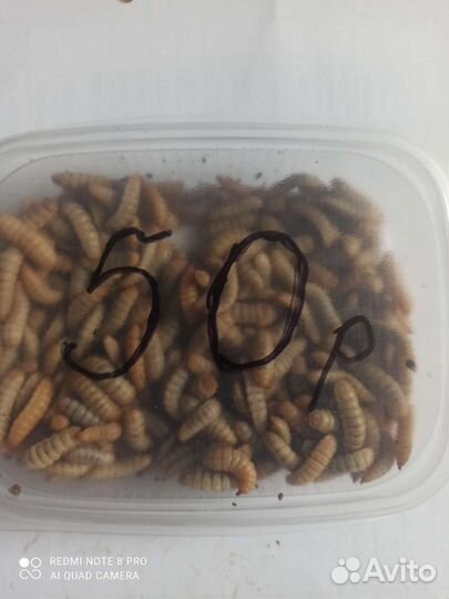 Личика чёрная львинка