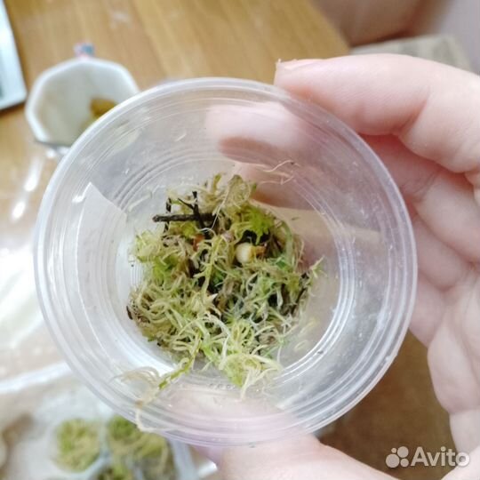 Клубни Алоказии полли