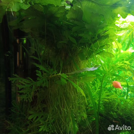 Растения для аквариума