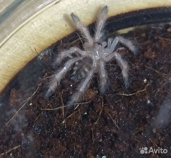 Паук птицеед