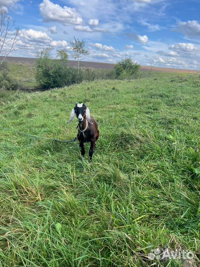 Нубийские козы