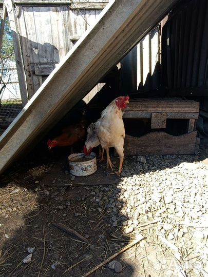 Молодые петухи