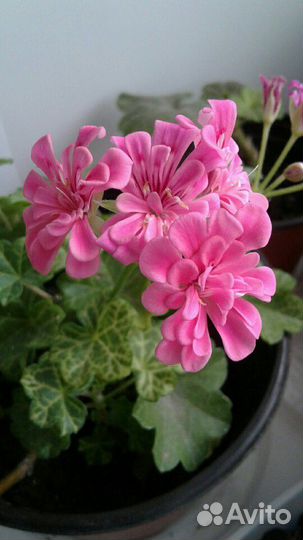 Пеларгония герань