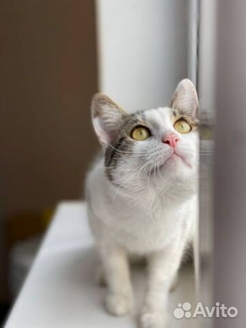 Игривый котик Пин ищет дом объявление продам