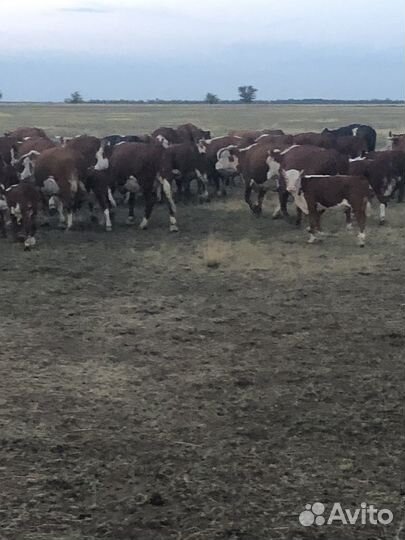 Продажа коров