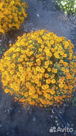 Хризантема мультифлора кусты