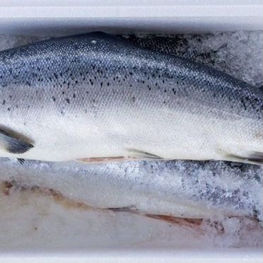 Семга (Лосось) охлажденный