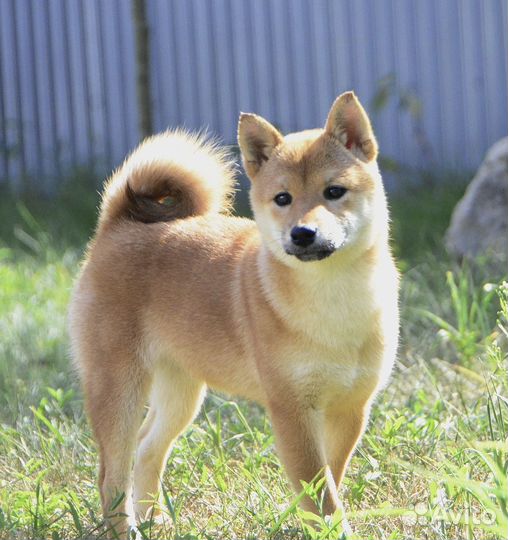 Акита Сиба Девочка