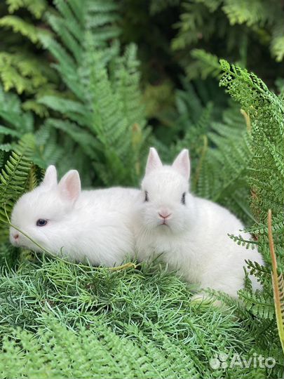 Белоснежные кролики