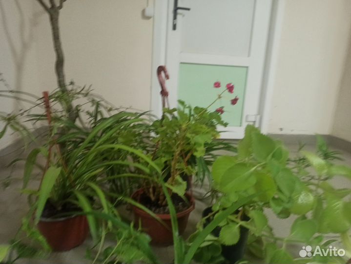Комнатные растения