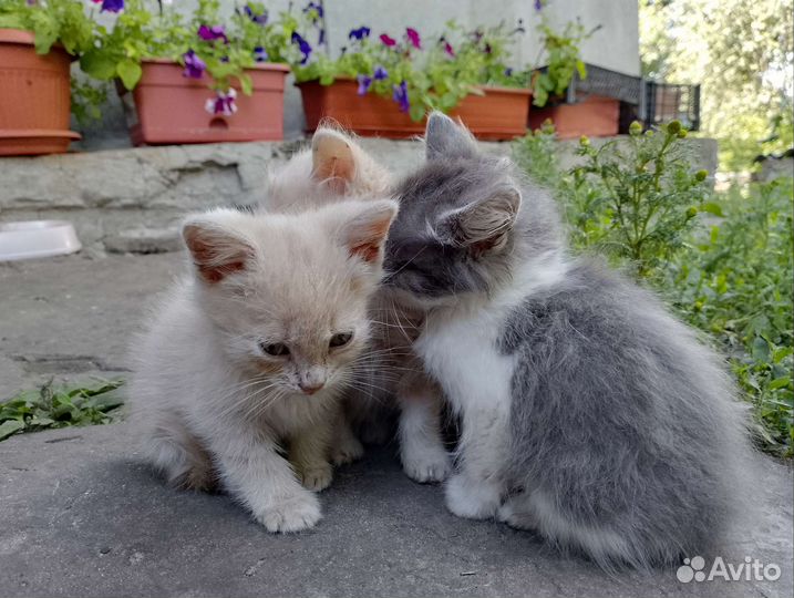 Котята в добрые руки