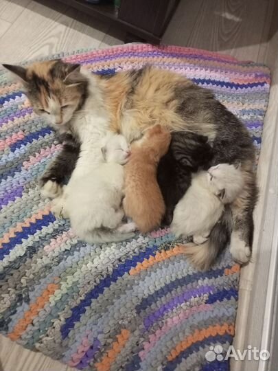 Котята в добрые руки бесплатно