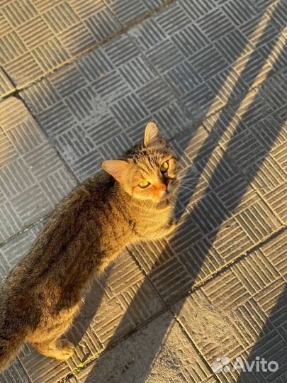 Британка на улице