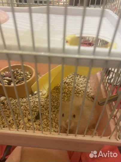 Сатиновые хомяки