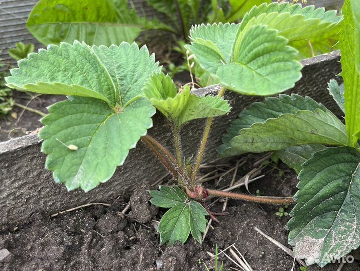 Рассада клубники альба