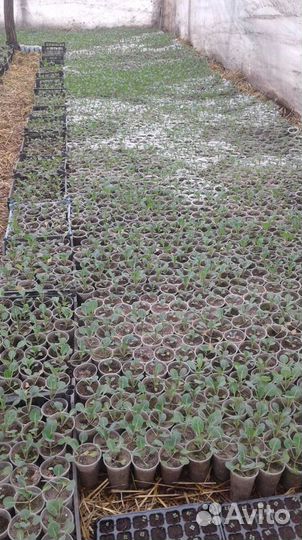 Рассада овощных культур (баклажан,помидор,перец)