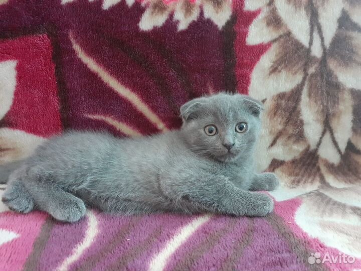 Котята в добрые руки бесплатно