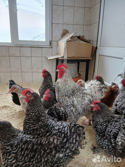 Инкубационное яйцо мехеленская кукушка