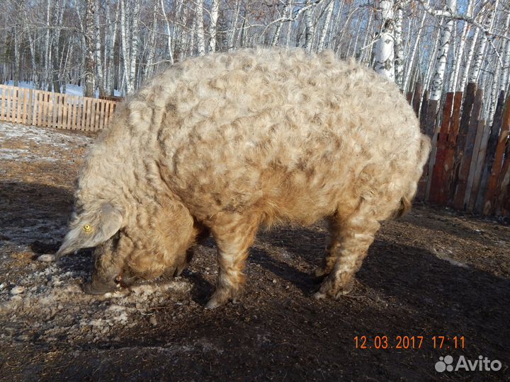 Хряки венгерской мангалицы