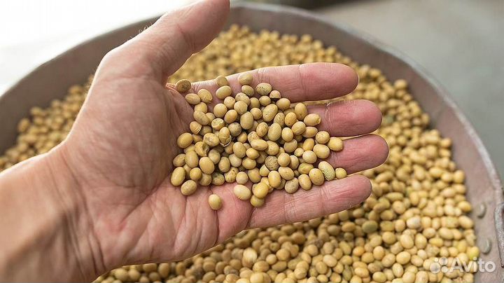 Соя бобы