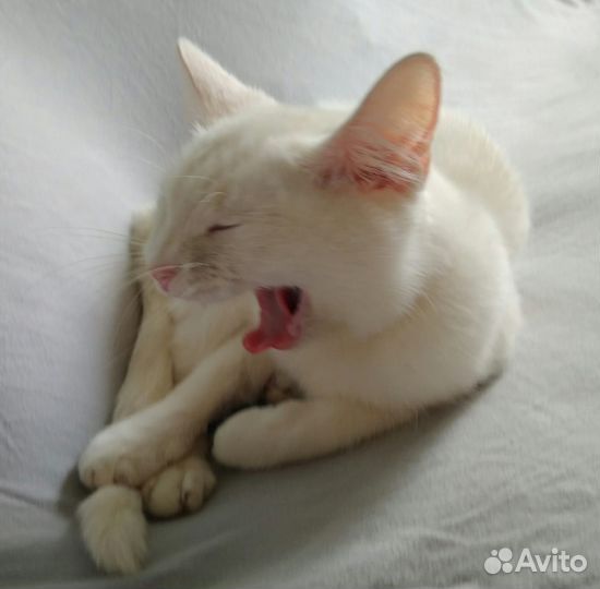 Абсолютно белая молодая кошка в дар