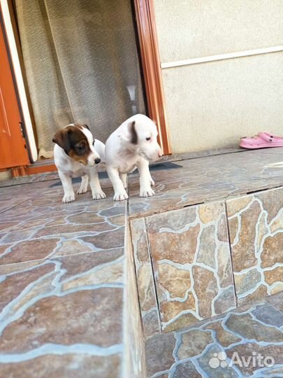 Щенки джек Рассел терьер гладкошерстный