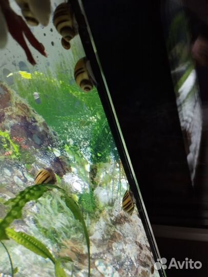 Улитки маризы