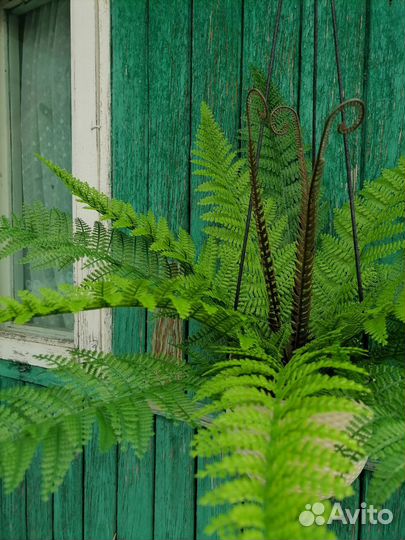 Папоротник