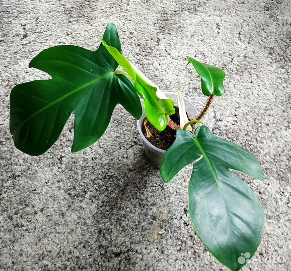 Филодендрон