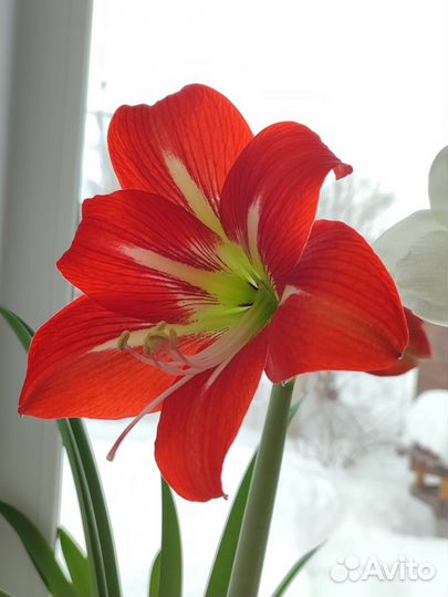 Гиппеаструм, Циссус (берëзка)