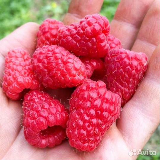 Саженцы малины нижегородец