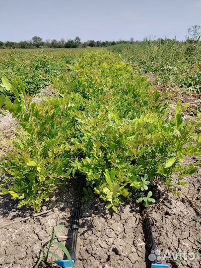 Декоративные растения