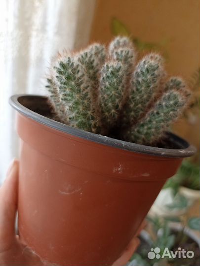 Кактус