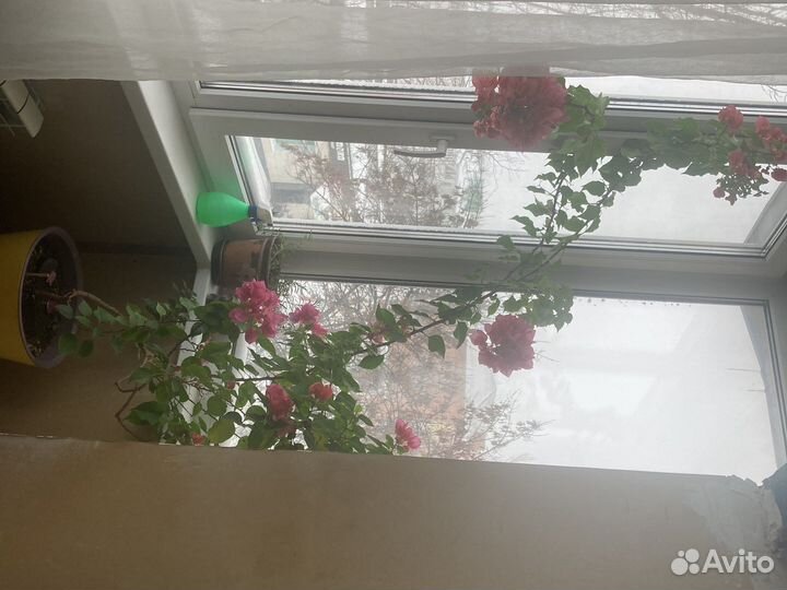 Бугенвиллия