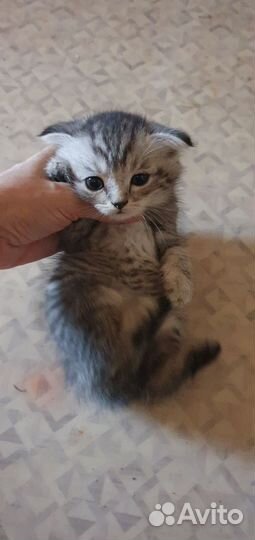 Продам котят британские