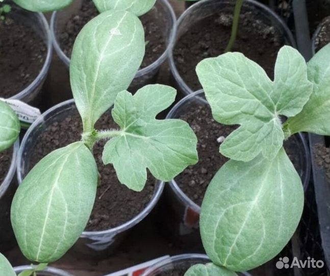 Рассада арбуза и дыни