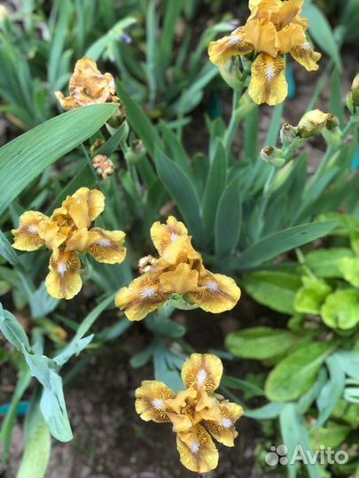 Ирисы карликовые