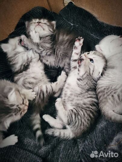 Шотландская