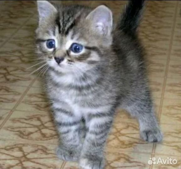 Котята в добрые руки даром