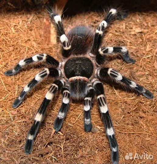 Паук-птицеед(acanthoscurria geniculata)