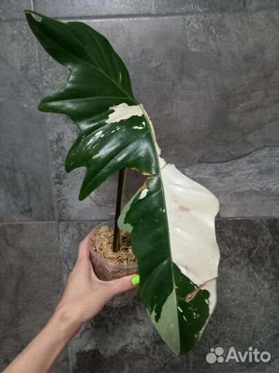 Филодендрон голден дракон
