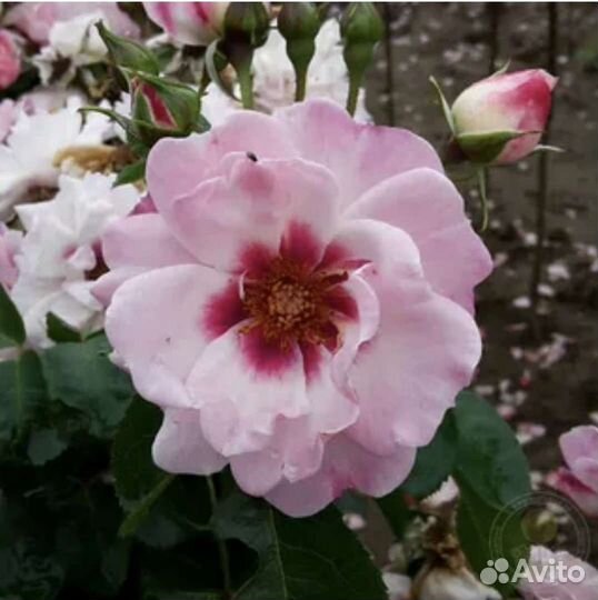 Роза персидская Eyes оn Me